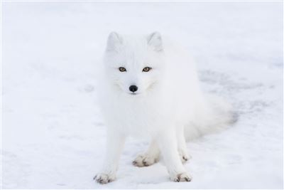 Polarfuchs in der Hudson Bay bei Churchill